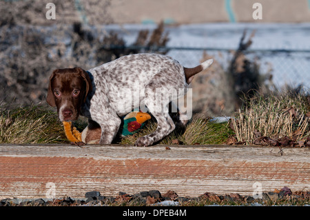 Braque Francais quattro mese vecchio cucciolo giocando con il giocattolo per cane Foto Stock