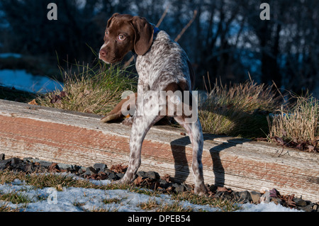 Braque Francais quattro mese vecchio cucciolo Foto Stock