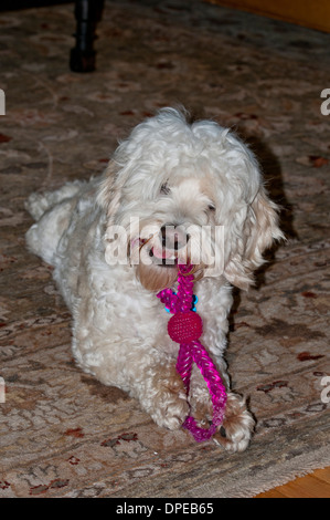Cockapoo con il cane giocattolo Foto Stock