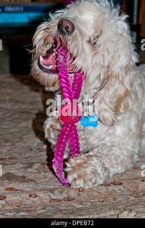 Cockapoo con il cane giocattolo Foto Stock