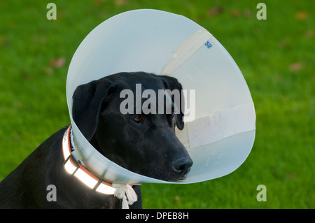 Nero Labrador retriever indossando Elizabethan collare Foto Stock