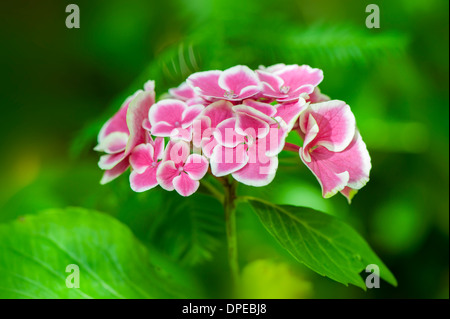 Close-up immagine della splendida fioritura estiva Bottoni e archi Hydrangea che mostra i fiori di colore rosa con delicata bordatura bianca. Foto Stock