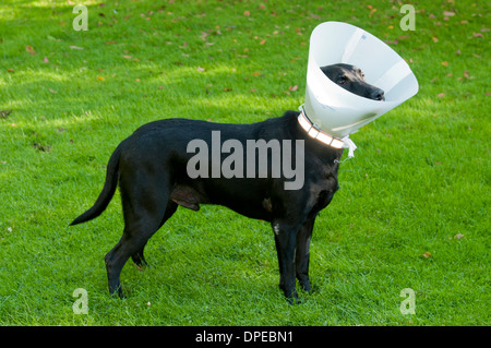 Nero Labrador retriever indossando Elizabethan collare Foto Stock