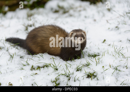 Europaeischer Iltis, Mustela putorius, Polecat europea Foto Stock