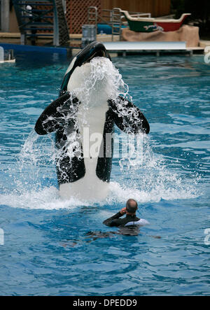 (Pubblicato il 5/21/2006, H-2) Maggio 11, 2006 una balena killer nel serbatoio a Shamu Stadium a Sea World esegue un ''alien'' vicino al Sea World trainer TUCKER PETRZELKA(CQ). Giovanni Gastaldo/San Diego Union-Tribune/Zuma premere. Foto Stock