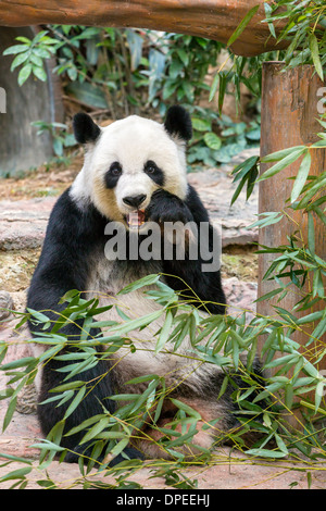 Panda gigante di mangiare il bambù Foto Stock