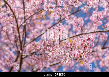 Pink sakura blossom flowers close-up Foto Stock