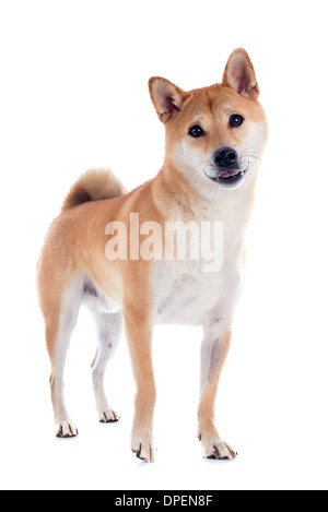 Shiba Inu davanti a uno sfondo bianco Foto Stock