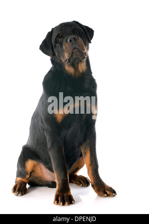Ritratto di un cucciolo di razza Rottweiler davanti a uno sfondo bianco Foto Stock