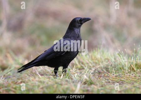 Carrion crow (Corvus corone corone) in erba, Renania settentrionale-Vestfalia, Germania Foto Stock