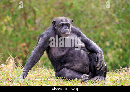 Uno scimpanzé (Pan troglodytes troglodytes), femmina, captive, Miami, Florida, Stati Uniti d'America Foto Stock