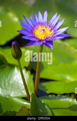 Bella blu egiziano ninfea bianca (Nymphaea caerulea) closeup Foto Stock