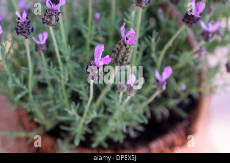 Fiori di lavanda in basket Foto Stock