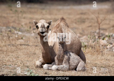 Dromedario o cammello arabo (Camelus dromedarius) con un vitello di Dhofar, Oman Foto Stock