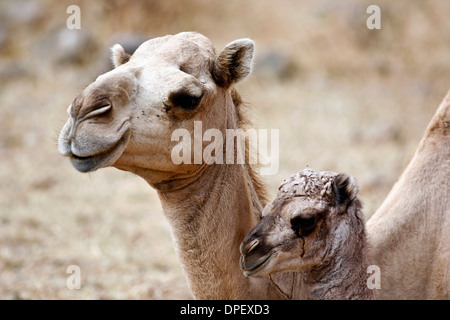 Dromedario o cammello arabo (Camelus dromedarius) con un vitello di Dhofar, Oman Foto Stock