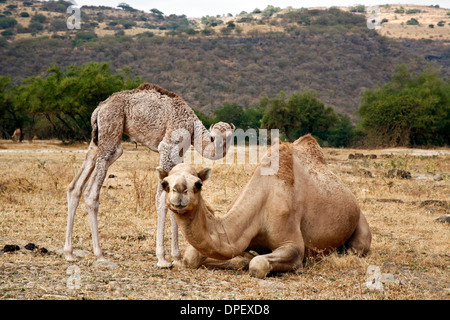 Dromedario o cammello arabo (Camelus dromedarius) con un vitello di Dhofar, Oman Foto Stock