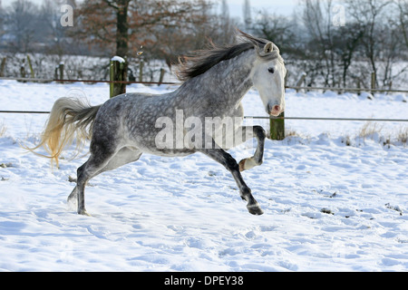 In Andalusia la neve Foto Stock