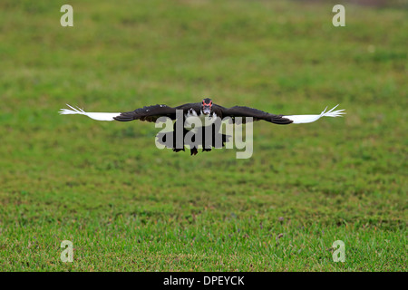 Anatra muta (Cairina moschata), Adulto, volare, Florida, Stati Uniti d'America Foto Stock