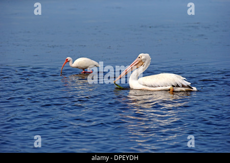 American Americano bianco Pellicano (Pelecanus erythrorhynchos), dietro un Americano bianco Ibis (Eudocimus albus) rovistando in acqua Foto Stock