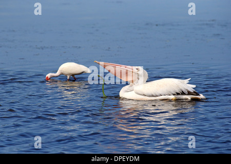 American Americano bianco Pellicano (Pelecanus erythrorhynchos), dietro un Americano bianco Ibis (Eudocimus albus) rovistando in acqua Foto Stock