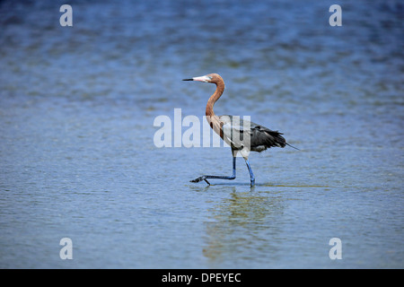 Reddish Garzetta (Egretta rufescens), rovistando in acqua, Sanibel Islanda, Florida, Stati Uniti d'America Foto Stock