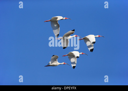 Americano bianco Ibis (Eudocimus albus), Adulto, volare, Sanibel Island, Florida, Stati Uniti d'America Foto Stock