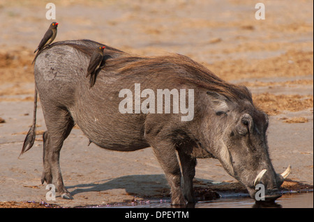 Warthog (Phacochoerus arthiopicus) con un rosso-fatturati Oxpecker (Buphagus erythrorhynchus), il Parco Nazionale Kruger, Mpumalanga Foto Stock