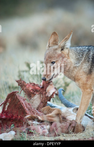 Nero-backed jackal (Canis mesomelas) alimentazione su una carcassa di springbok (Antidorcas marsupialis) Foto Stock