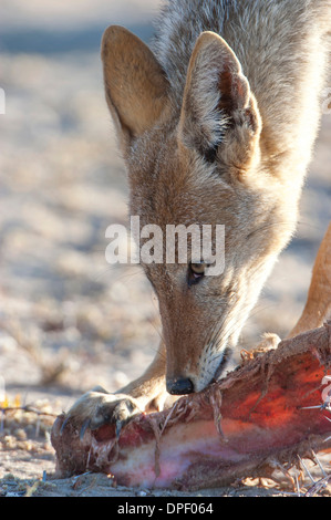 Nero-backed jackal (Canis mesomelas) alimentazione sui resti di una carcassa di antilope, Kgalagadi Parco transfrontaliero, Capo Settentrionale Foto Stock