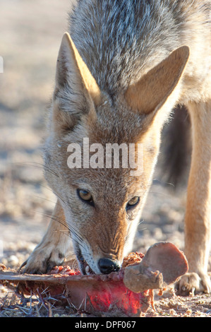 Nero-backed jackal (Canis mesomelas) alimentazione sui resti di una carcassa di antilope, Kgalagadi Parco transfrontaliero, Capo Settentrionale Foto Stock