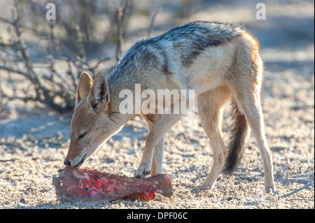 Nero-backed jackal (Canis mesomelas) alimentazione sui resti di una carcassa di antilope, Kgalagadi Parco transfrontaliero, Capo Settentrionale Foto Stock