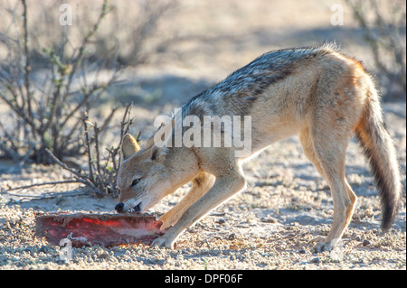 Nero-backed jackal (Canis mesomelas) alimentazione sui resti di una carcassa di antilope, Kgalagadi Parco transfrontaliero, Capo Settentrionale Foto Stock