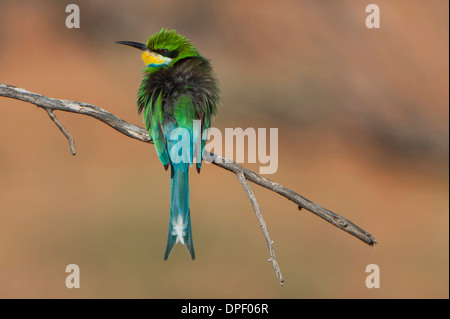 Swallow-tailed Gruccione (Merops hirundineus), Kgalagadi Parco transfrontaliero, Provincia del Nord, Sud Africa Foto Stock