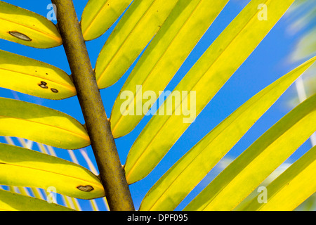Palm frond di una palma da cocco (Cocos nucifera), Seicelle Foto Stock