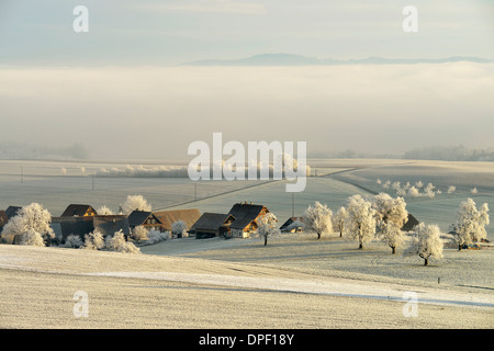 Paesaggio invernale in brina con la fattoria e alberi da frutto, Beinwil, Cantone di Argovia, Svizzera Foto Stock