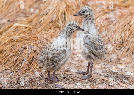 Rosso-fatturati pulcini di gabbiano (Chroicocephalus scopulinus), vicino a Dunedin, South Island, in Nuova Zelanda, Pacific Foto Stock