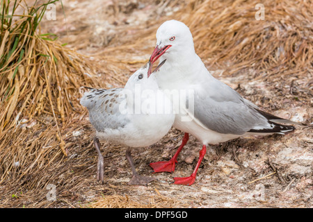 Rosso-fatturati gabbiano (Chroicocephalus scopulinus) alimentazione chick vicino a Dunedin, South Island, in Nuova Zelanda, Pacific Foto Stock