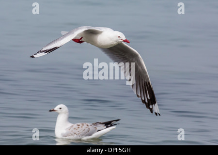 Rosso-fatturati gabbiano (Chroicocephalus scopulinus) in volo vicino a Dunedin, South Island, in Nuova Zelanda, Pacific Foto Stock