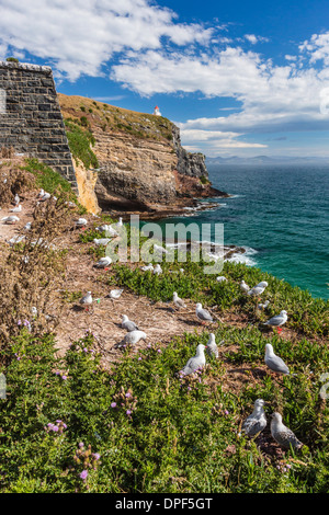 Rosso-fatturati i gabbiani (Chroicocephalus scopulinus), colonia di allevamento vicino a Dunedin, Otago, South Island, in Nuova Zelanda, Pacific Foto Stock