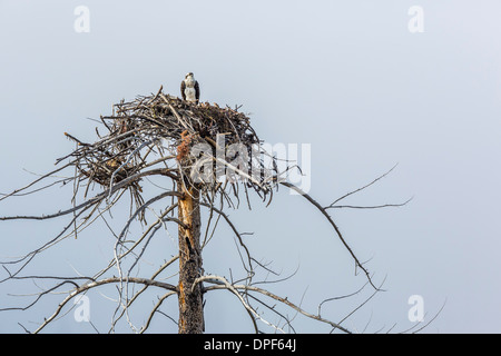 Falco pescatore (Pandion haliaetus) sul nido lungo il fiume Madison, il Parco Nazionale di Yellowstone, Wyoming, Stati Uniti d'America Foto Stock