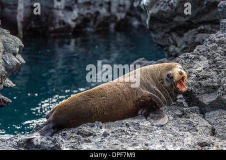 Le Galapagos pelliccia sigillo (Arctocephalus galapagoensis) tirata fuori a Puerto Egas, isola di Santiago, Isole Galapagos, Ecuador Foto Stock