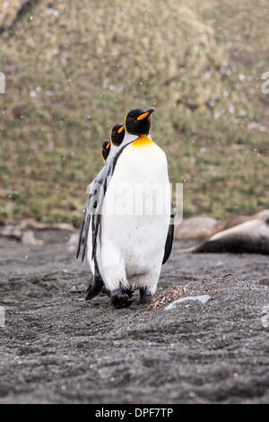 Re pinguini in un mese di marzo Foto Stock