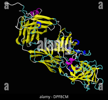 Modello 3D di umana antigene prostatico specifico (PSA) Foto Stock