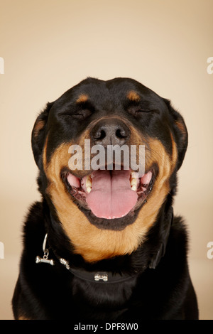 Close up ritratto in studio di cane Rottweiler con gli occhi chiusi Foto Stock