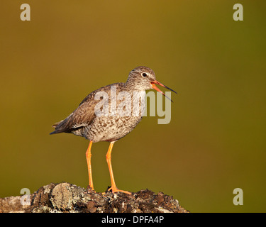 Common redshank (redshank) (Tringa totanus), il Lago Myvatn, Islanda, regioni polari Foto Stock