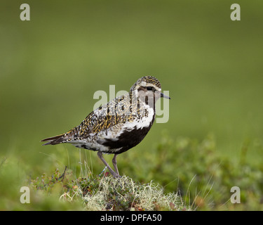 European golden plover (Pluvialis apricaria), il Lago Myvatn, Islanda, regioni polari Foto Stock