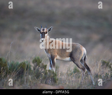 I capretti blesbok (Damaliscus pygargus phillipsi), Mountain Zebra National Park, Sud Africa e Africa Foto Stock
