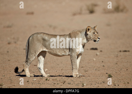 Lion (Panthera leo), Kgalagadi Parco transfrontaliero, abbracciando l'ex Kalahari Gemsbok National Park, Sud Africa e Africa Foto Stock