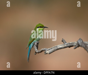 Immaturo swallow-tailed Gruccione (Merops hirundineus), Kgalagadi Parco transfrontaliero, Sud Africa Foto Stock