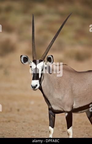 Gemsbok (South African oryx) (Oryx gazella), Kgalagadi Parco transfrontaliero, Sud Africa Foto Stock